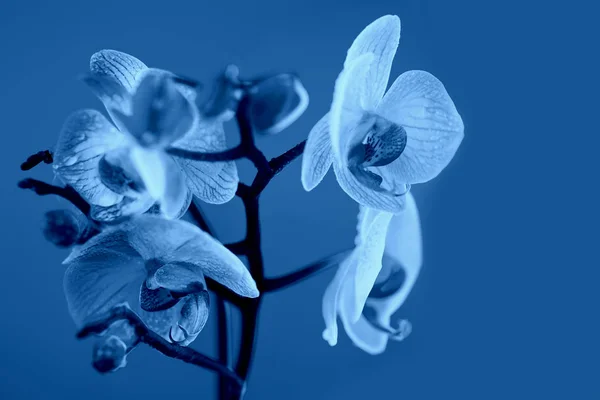 Jemná růžová Orchidea s rosnými kapkami na světle modrém pozadí — Stock fotografie