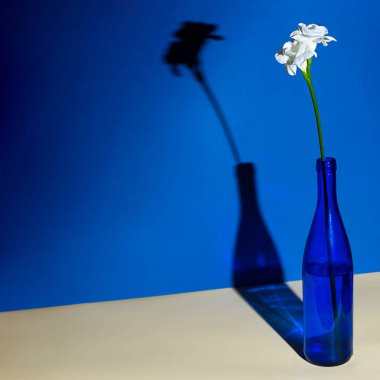 Mavi şişedeki beyaz çiçek frezyası. Dar gölgeli geometri kavramı