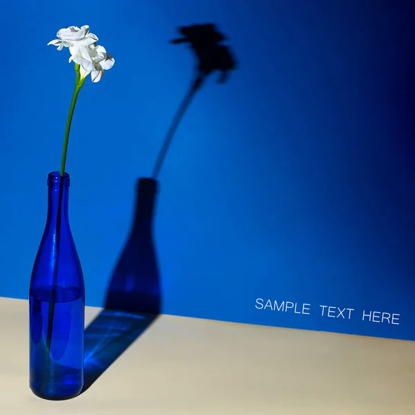 Hvid blomst fresia i en blå flaske. Geometri koncept med en stram skygge - Stock-foto