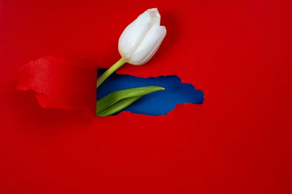 Один білий тюльпан видно з отвору на червоному папері. Всередині зображено синій колір і зелений лист — стокове фото