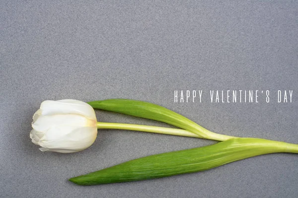 Un tulipán blanco descansa sobre papel gris. Vista desde arriba — Foto de Stock