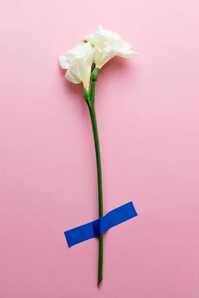 Hvid blomst fresia er limet til den lyserøde papir. Konceptet er et postkort - Stock-foto