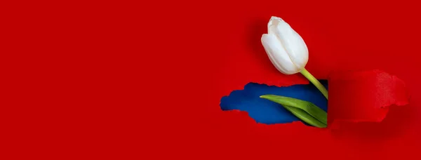 En hvid Tulip er synlig fra et hul i det røde papir. Indeni vises en blå farve og et grønt blad - Stock-foto