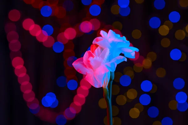 Hvid blomst fresia tændt af neon. I baggrunden er flerfarvede sider. Konceptet for Valentinsdag - Stock-foto