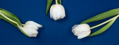 Kopya alanı olan laleleri yukarıdan görüntüle. Kadınlar Günü için arka plan, 8 Mart Sevgililer Günü.