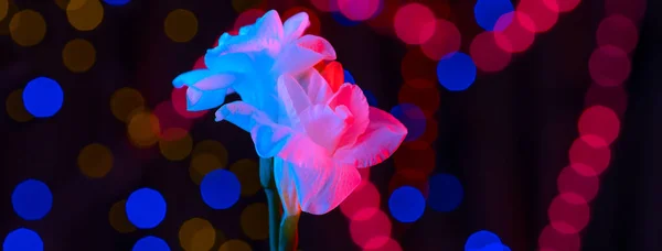 Hvid blomst fresia tændt af neon. I baggrunden er flerfarvede sider. Konceptet for Valentinsdag - Stock-foto
