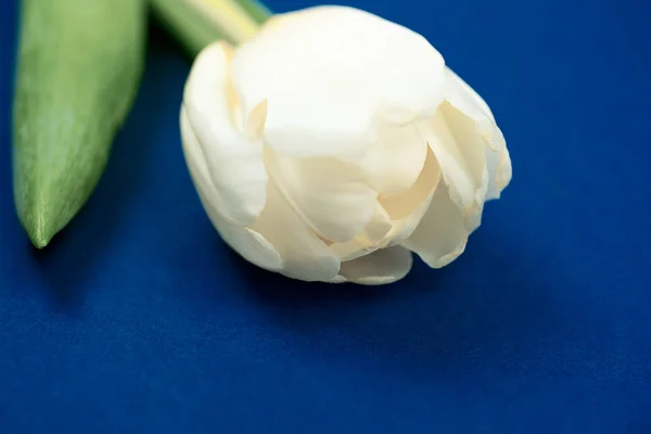 En hvid tulipan hviler på blåt papir. Udsigt fra oven - Stock-foto