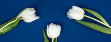 Yukarıdan laleleri ve fotokopi alanı olan hediye kutusunu izle. Kadınlar Günü için arka plan, 8 Mart Sevgililer Günü, 14 Şubat. Düz konum biçimi, üst görünüm, model, şablon, genel görünüm.