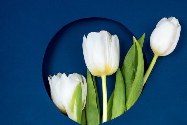 Yukarıdan laleleri ve fotokopi alanı olan hediye kutusunu izle. Kadınlar Günü için arka plan, 8 Mart Sevgililer Günü, 14 Şubat. Düz konum biçimi, üst görünüm, model, şablon, genel görünüm.