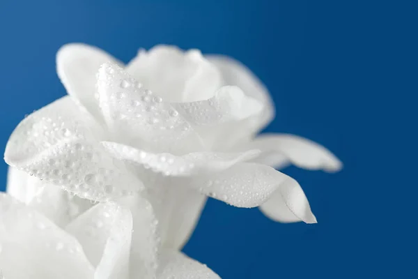 Witte freesia bloemen op blauwe achtergrond. — Stockfoto