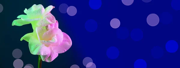 White freesia flowers on blue background. — Stock Photo, Image