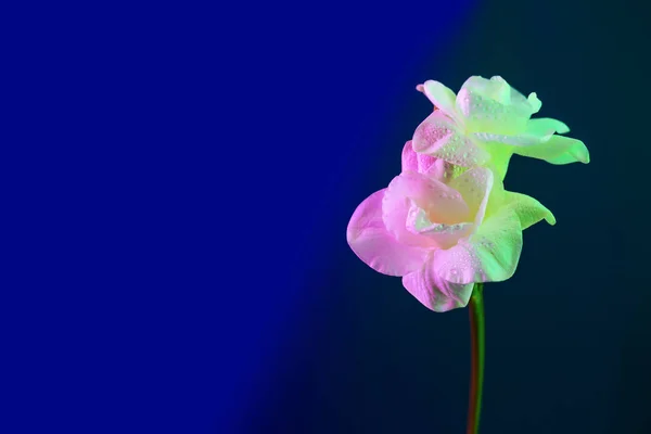 Квіти білої фрезії на синьому фоні . — стокове фото