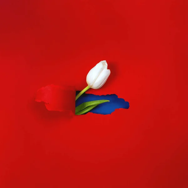 One white Tulip is visible from a hole in the red paper. Inside, a blue color and a green leaf are shown.