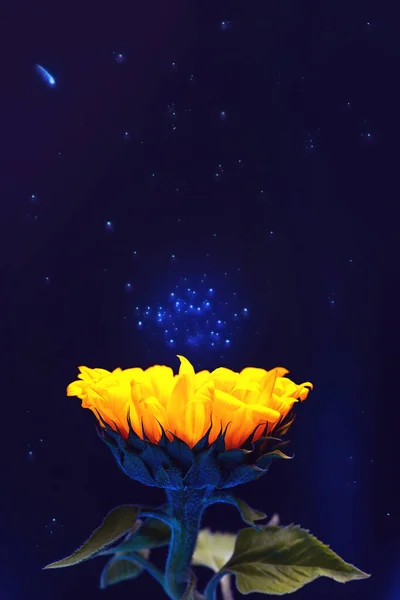 Girassol Amarelo Brilhante Contra Pano Fundo Espaço Poeira Estelar Espaço — Fotografia de Stock