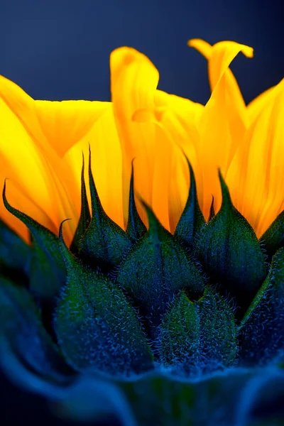 Leuchtend Gelbe Sonnenblumen Vor Dem Hintergrund Von Weltraum Und Sternenstaub — Stockfoto