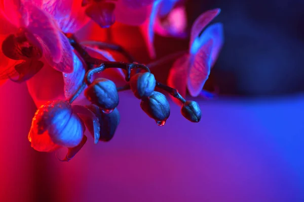 Delikat Lyserød Orchid Med Dugdråber Tæt Blå Baggrund Neonlys - Stock-foto