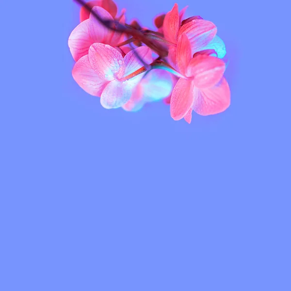 Ніжна Рожева Орхідея Краплями Роси Крупним Планом Синьому Фоні Неоновому — стокове фото