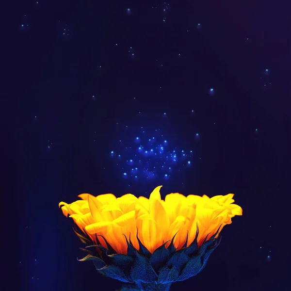 Leuchtend gelbe Sonnenblumen. Vor dem Hintergrund von Weltraum und Sternenstaub. Kopierraum — Stockfoto