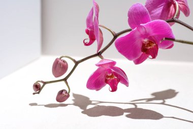 Beyaz arka planda pembe orkideli geometrik kompozisyon. Çerçevede açılar, gölgeler ve perspektif