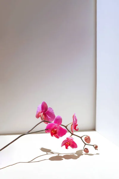 Геометрична композиція з рожевою орхідеєю на білому тлі. Кути, тіні і перспектива в кадрі — стокове фото