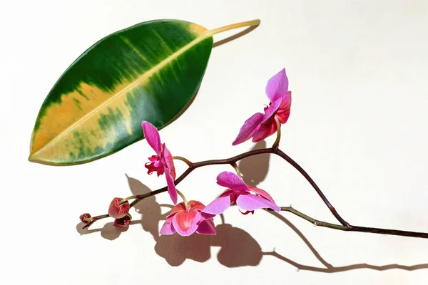 Geometrische compositie met roze orchidee op een witte achtergrond. Hoeken, schaduwen en perspectief in het frame — Stockfoto