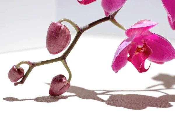 Composición geométrica con orquídea rosa sobre fondo blanco. Ángulos, sombras y perspectiva en el marco — Foto de Stock
