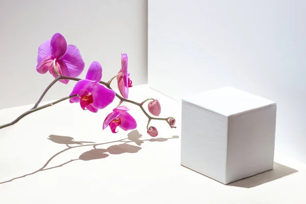 Geometrisk sammensætning med lyserød orkide på hvid baggrund. Vinkler, skygger og perspektiv i rammen - Stock-foto