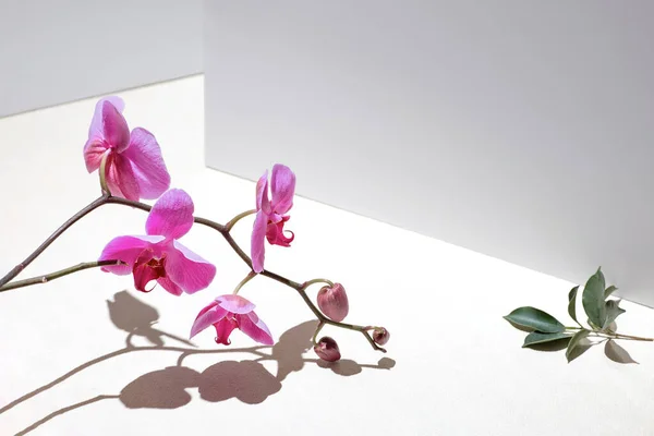 Геометрична композиція з рожевою орхідеєю на білому тлі. Кути, тіні і перспектива в кадрі — стокове фото
