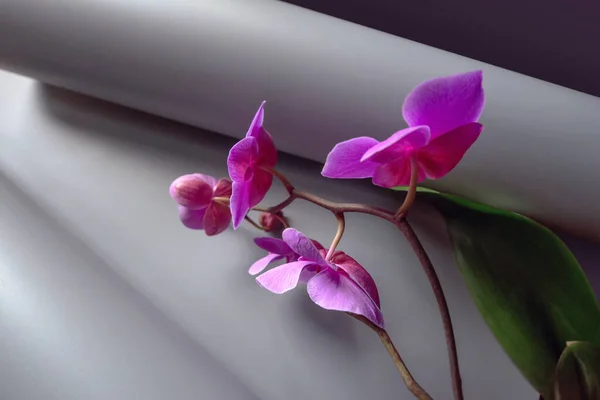 Composición Geométrica Con Orquídea Rosa Sobre Fondo Gris Rollo Papel — Foto de Stock
