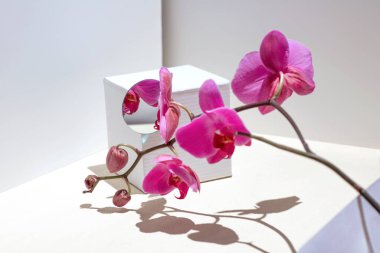 Beyaz arka planda pembe orkideli geometrik kompozisyon. Çerçevede açılar, gölgeler ve perspektif.