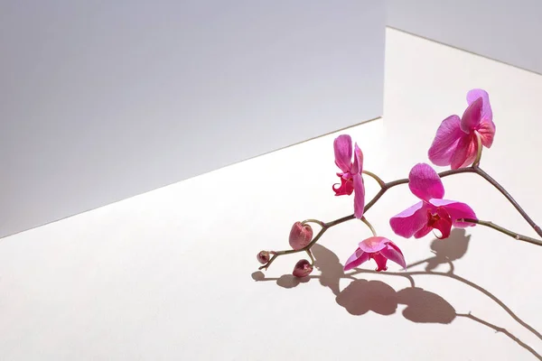 Composition Géométrique Avec Orchidée Rose Sur Fond Blanc Angles Ombres — Photo