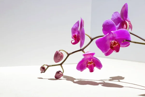 Kompozycja Geometryczna Różową Orchideą Białym Tle Kąty Cienie Perspektywy Kadrze — Zdjęcie stockowe