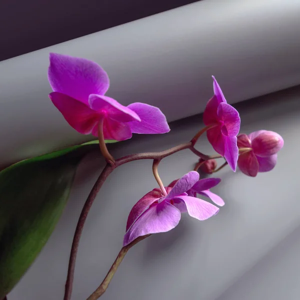 Geometrische Compositie Met Roze Orchidee Een Grijze Achtergrond Rollend Papier — Stockfoto