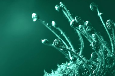 Genç eğreltiotu siyah arka planda çekim yapar.