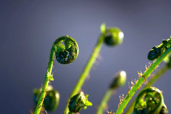 若いシダは黒い背景に芽を出します — ストック写真