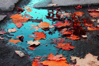 Bir su birikintisinde parlak sonbahar yaprakları gökyüzünü yansıtır