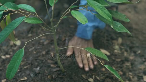 Agricultor Plantando Regando Uma Árvore Duriana — Vídeo de Stock