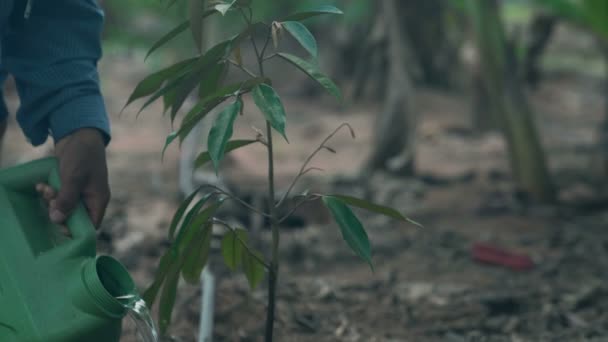 Agricultor Plantando Regando Uma Árvore Duriana — Vídeo de Stock