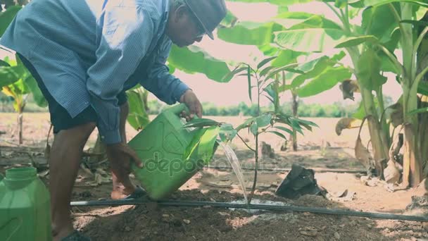 Agricultor Plantando Riego Árbol Duriano — Vídeos de Stock