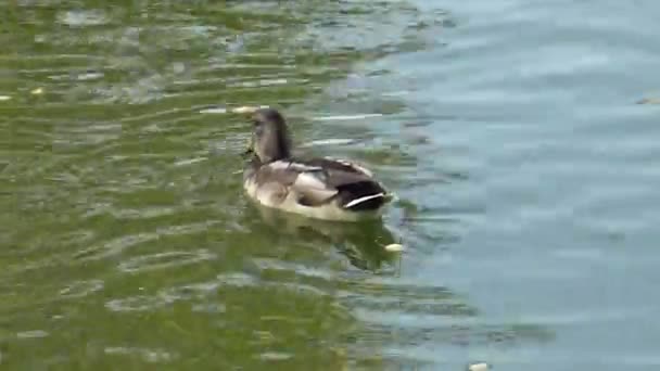 Les Canards Nagent Sur Lac Magnifiques Canards Goélands — Video