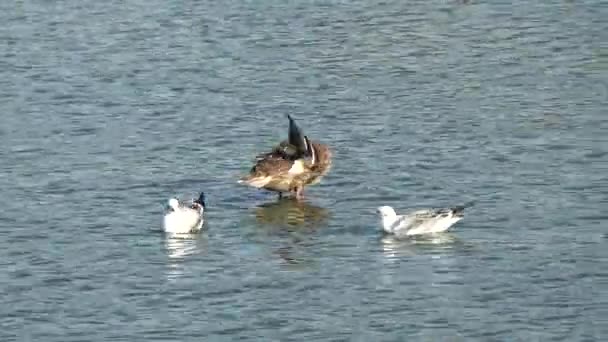 Eenden Meeuwen Drijven Het Meer Mooie Eenden Meeuwen Zwemmen Vijver — Stockvideo