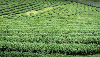 Doi Mae Salong, Chiang Rai, Thailand - September 26 2017: Green field with curved rows of tea plants. Tea plantation in the North of Thailand is a tourist attraction. Landscape photography.