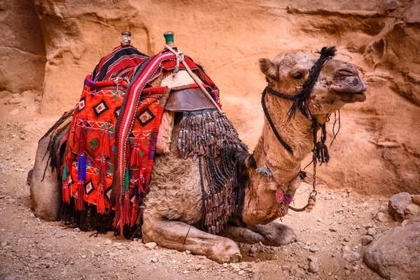 Petra Jordanië Kleurrijke Bedoeïenen Kameel Rust Wachten Toeristen — Stockfoto