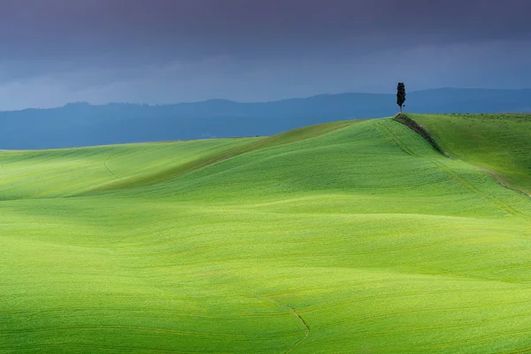 Tuscany Landscape Lonely Cypress Tree Rolling Hill Cloud Shadows Sunlight —  Fotos de Stock