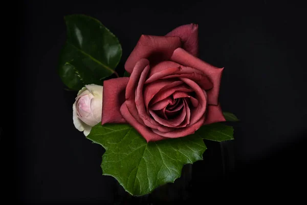 Incroyable Rose Rouge Sur Fond Noir — Photo