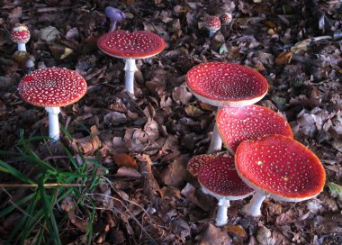 Group of fly agaric (Amanita muscaria), beautiful red cap white dotted poisonous mushrooms in autumn forest, natural background, the most iconic toadstool