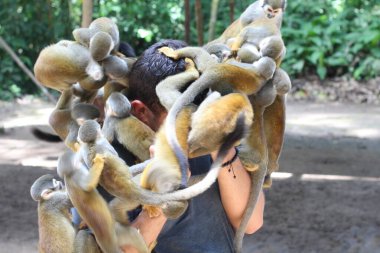 Güzel maymunlar genç adamla etkileşimde. 