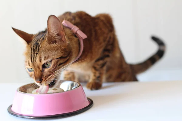 Nahaufnahme Einer Gestromten Katze Beim Essen — Stockfoto