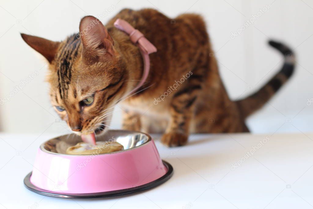 Closeup of tabby cat eating a meal