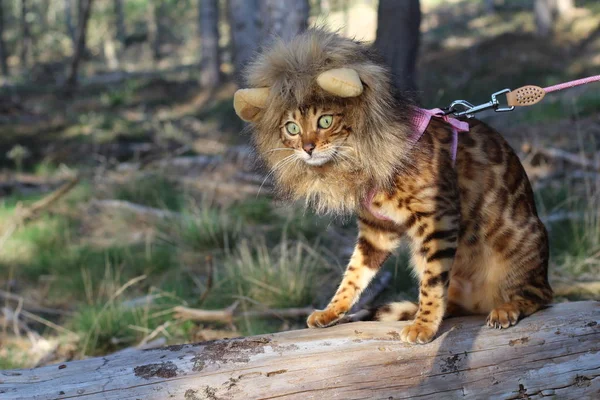 Peruklu Kedinin Komik Doğa Görüntüsü — Stok fotoğraf